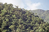 The cloud forest near the Cock of the Rock leks in the Manu reserve 